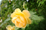 CIMG9546a.jpg
