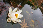 CIMG9556a.jpg