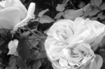 CIMG9618a.jpg