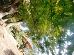 CIMG9650a.jpg