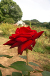 CIMG9684a.jpg