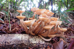 CIMG9705a.jpg