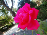 CIMG9730a.jpg