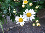 CIMG9856a.jpg