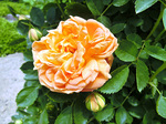 CIMG9910a.jpg