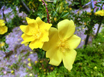 CIMG9922a.jpg