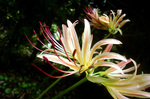 CIMG9958a.jpg