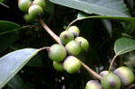 CIMG9962a.jpg