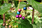 CIMG9972a.jpg