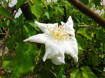 DSCF0529a.jpg