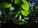 DSCF0651a.jpg