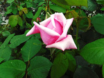 DSCF0874a.jpg