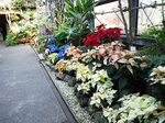 DSCF0906a.jpg