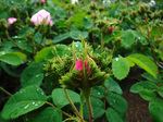 DSCF1343a.jpg
