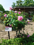 DSCF1742a.jpg