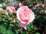 DSCF2016a.jpg
