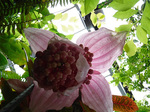 DSCF2036a.jpg