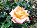 DSCF2195a.jpg