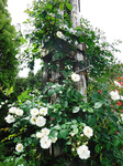 DSCF2286a.jpg