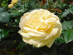 DSCF2300a.jpg