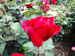 DSCF2737a.jpg