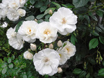 DSCF2798a.jpg
