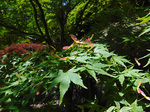 DSCF3596a.jpg