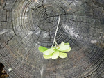 DSCF4221a.jpg