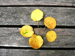 DSCF4337a.jpg