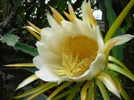 DSCF4872a.jpg