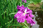 DSCF5286a.jpg