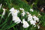 DSCF5289a.jpg