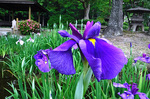 DSCF5340a.jpg
