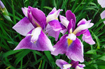 DSCF5355a.jpg