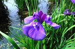DSCF5438a.jpg