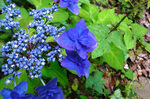 DSCF5637a.jpg