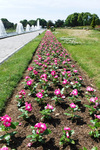 DSCF5936a.jpg