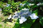DSCF5960a.jpg
