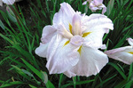 DSCF6302a.jpg