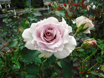DSCF6403a.jpg