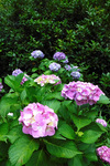 DSCF6531a.jpg
