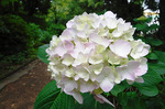 DSCF6538a.jpg