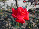 DSCF6595a.jpg