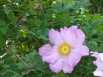 qTVEo160520a.jpg
