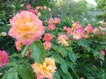 s[X150513 (2)a.jpg