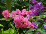 u[QrA150630a.jpg