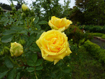 TtFeB_yVAi150504a.jpg
