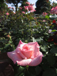 IMG_0271.jpg