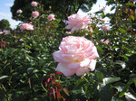 IMG_0275.jpg