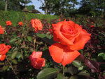 IMG_0287.jpg